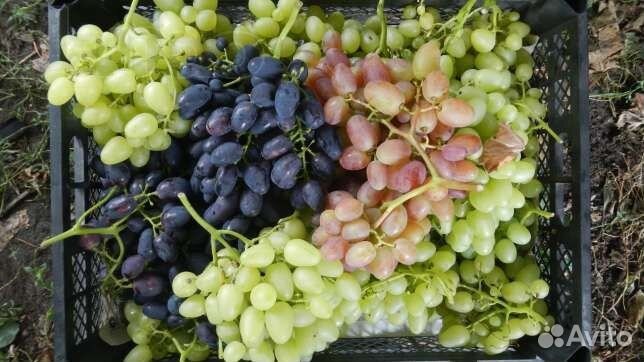 Черенки,саженцы столовых и винных сортов винограда