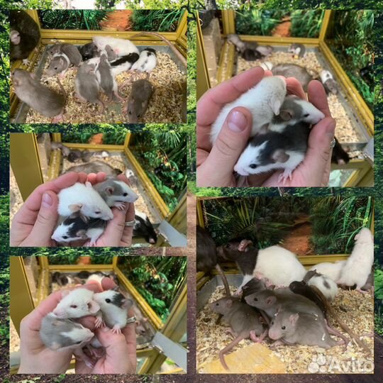 Крысы декоративные малыши ручные