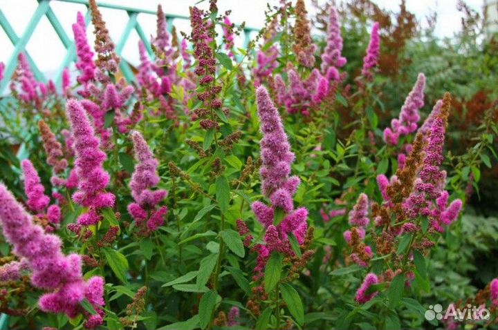 Спирея билларда Высота от 25см