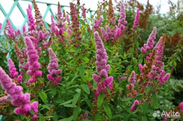 Спирея билларда Высота от 25см