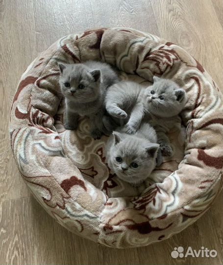 Британские котята