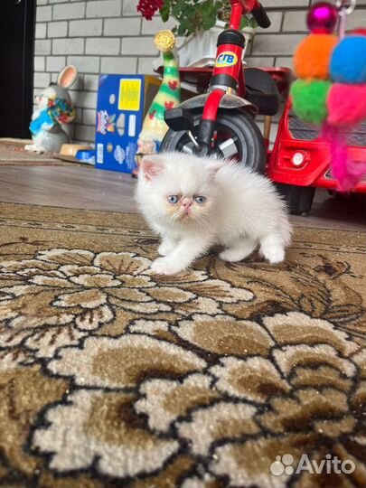 Котята экзоты