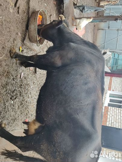 Корова на мясо