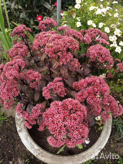 Элимус,седумы,копытень,чистец