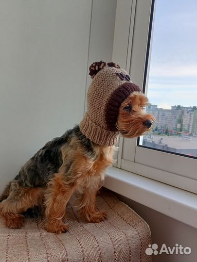 Одежда для собак и кошек