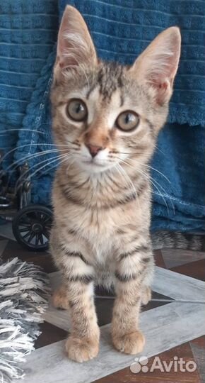 Спасите Кляксу