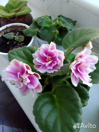 Фиалка цветущая