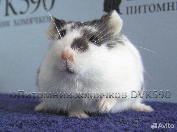 Хомячок, Новая клетка, Опилки, Корм, Доставка