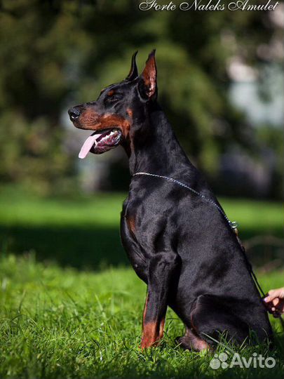 Вязка кобель добермана