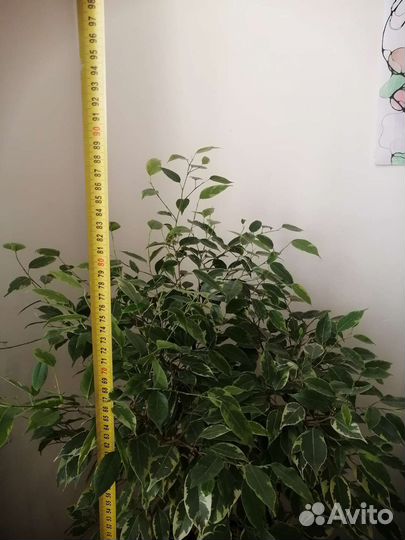 Фикус бенджамина пестролистный