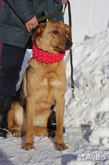 Баффи-добродушная рыжая собачка ищет дом