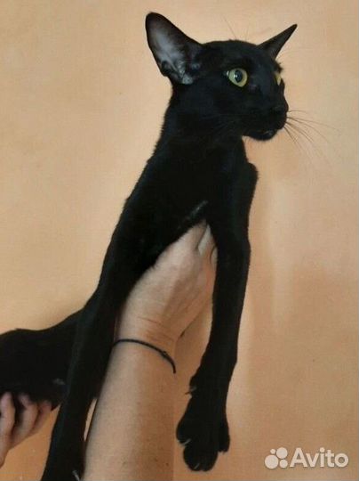 Ориентальные очаровательные