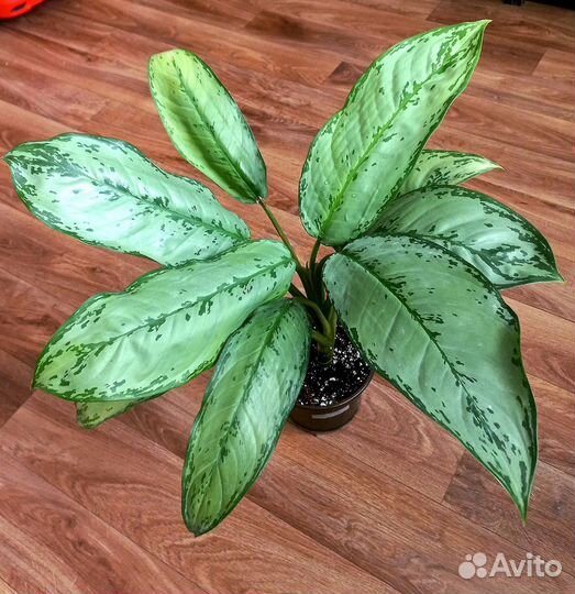 Комнатные растения цветы