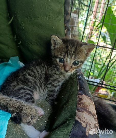 Котенок-полосатик