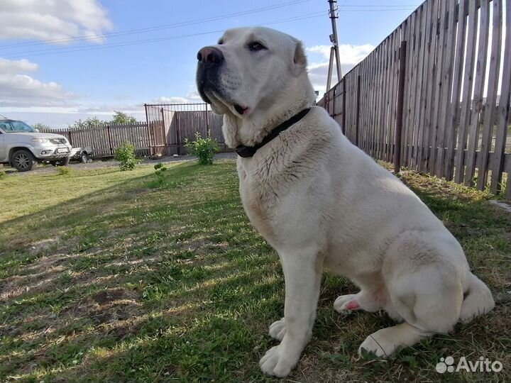 Собака алабай щенки