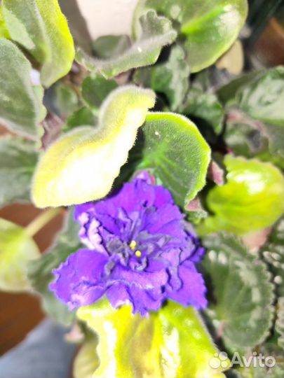Продам фиалки