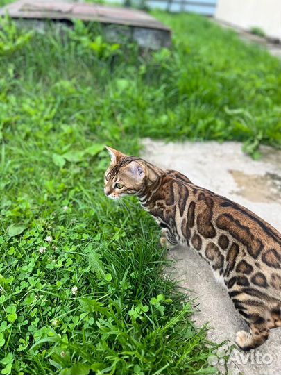 Бенгальские котята