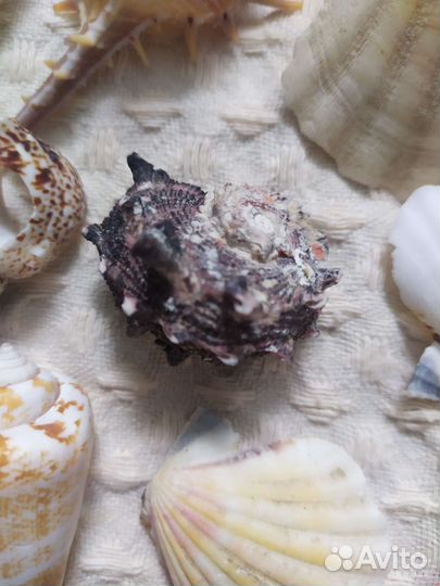 Морские ракушки и раковины