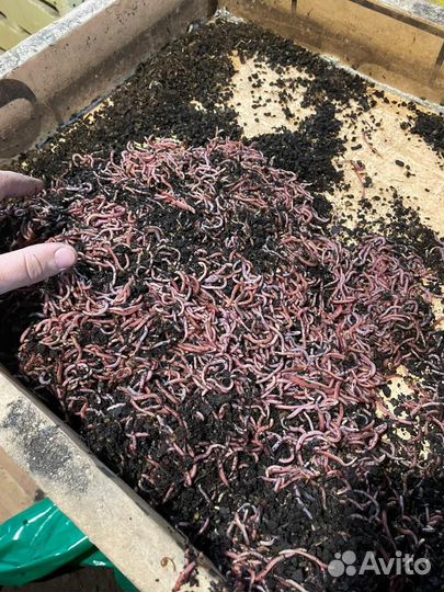 Червь дендробена малек