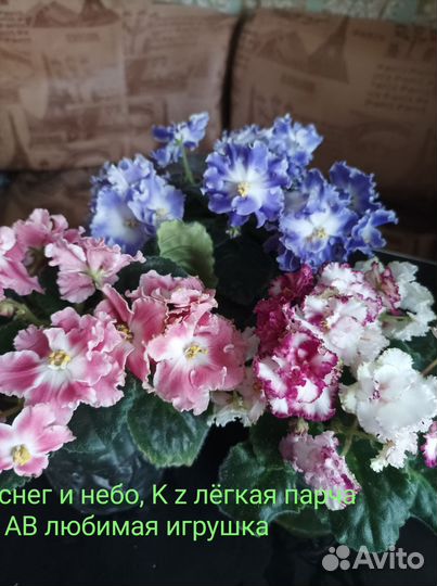 Фиалки сортовые