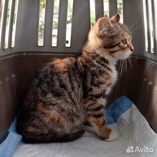 Котенок 2 месяца девочка