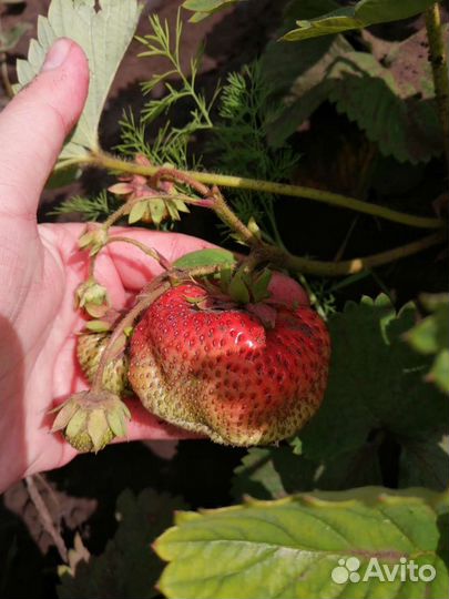 Виктория Клубника Земляника