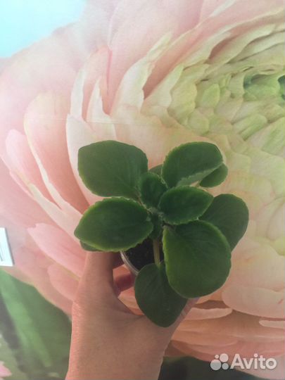 Фиалка ав-Красная Москва