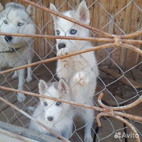 Щенки сибирской хаски