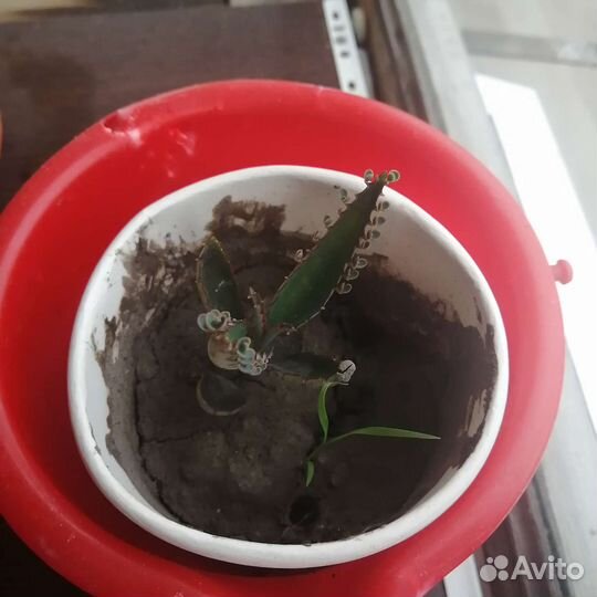 Каланхоэ лечебное детки