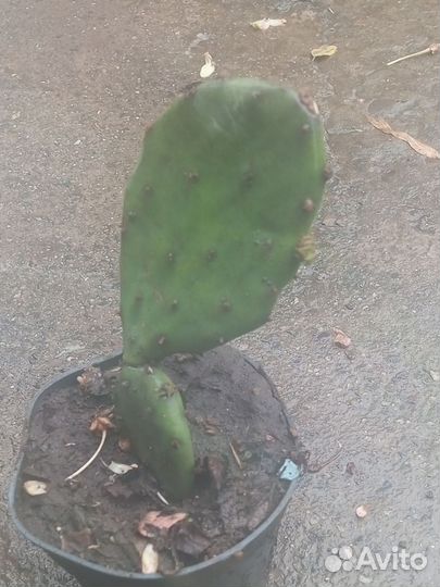 Кактус уличный опунция