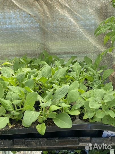 Продам рассаду