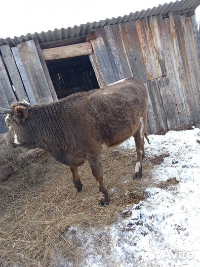 Телки стельные