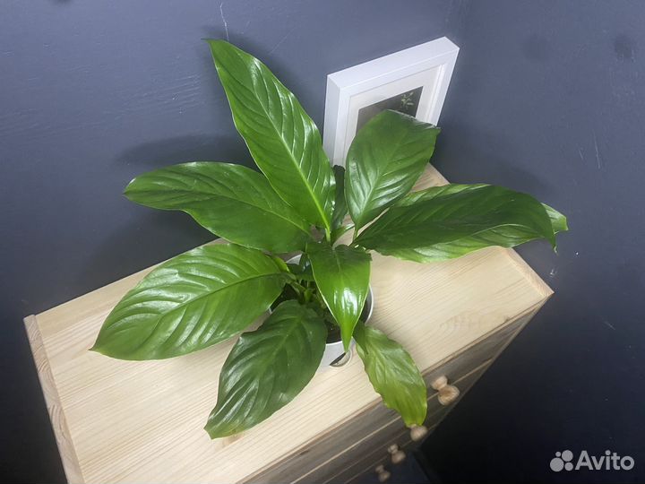 Спатифиллум