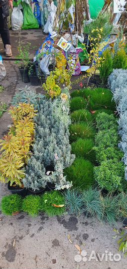 Саженцы плодовых деревьев и декоративных