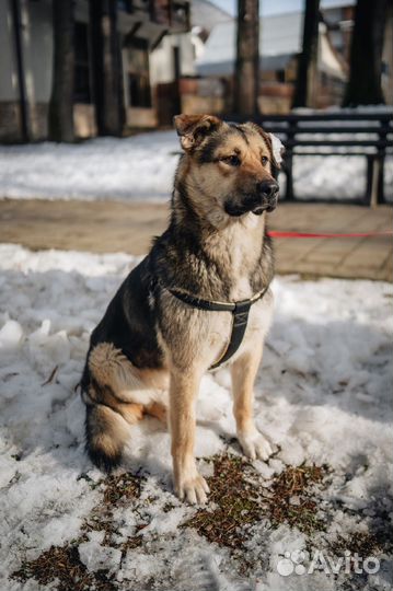 Ласковая собака