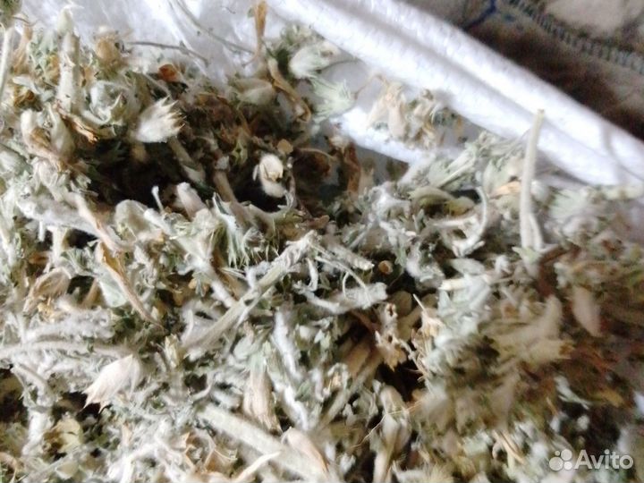 Панцерия шерстистая