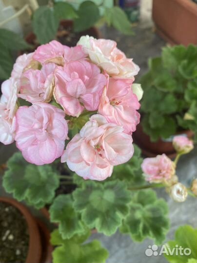 Пеларгония герань Астрид