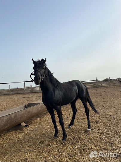 Продам лошадь