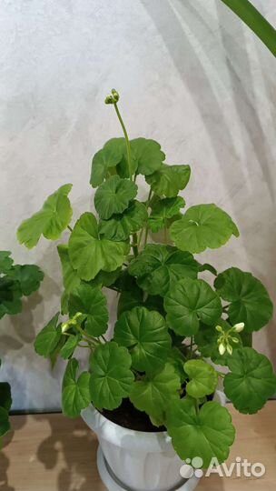 Пеларгония герань