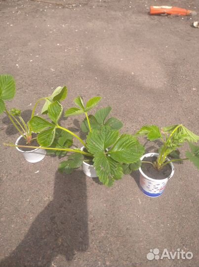 Саженцы клубники