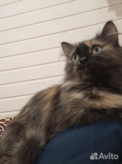 Кошка