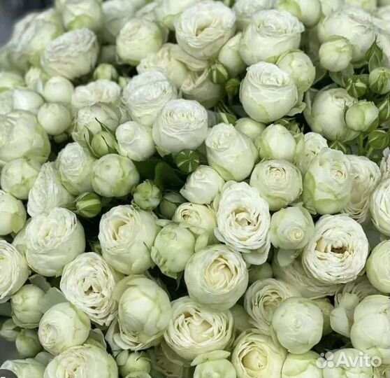 31 Роза пионовидная