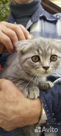 Отдам котенка в добрые руки
