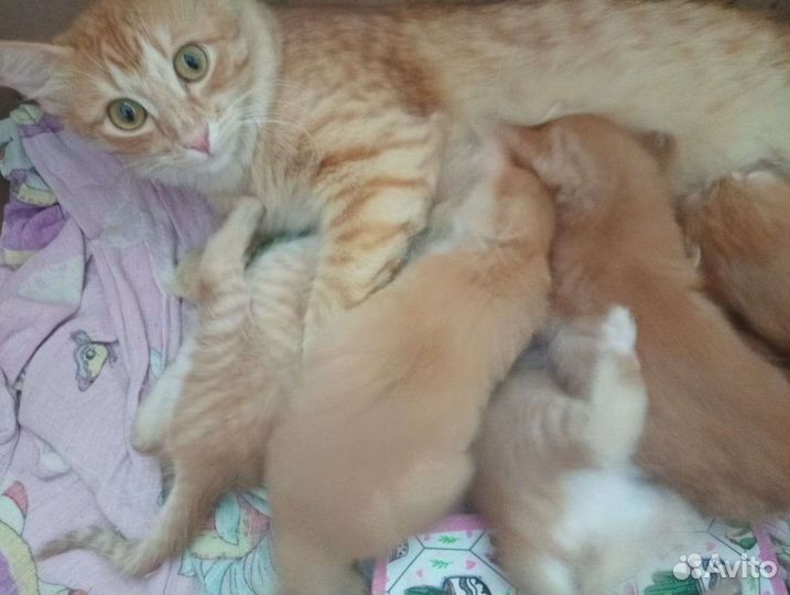 Котята в добрые руки бесплатно