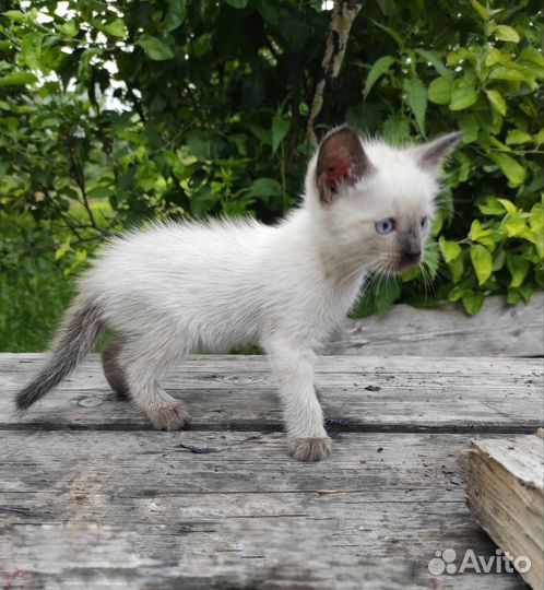 Сиамские котята