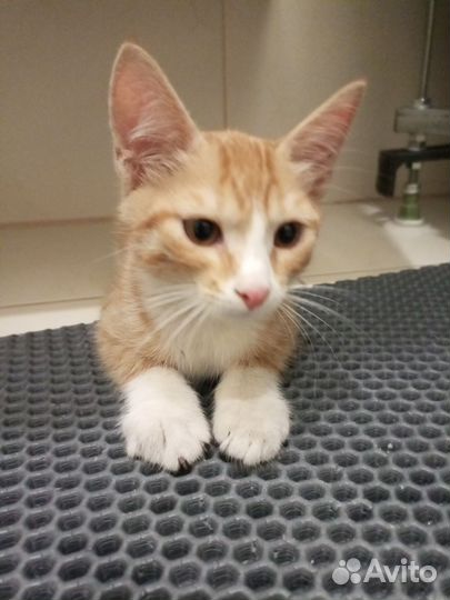 Котенок мальчик 3 месяца