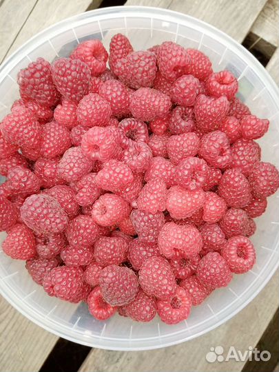 Малина ягода, черноплодная рябина ягода