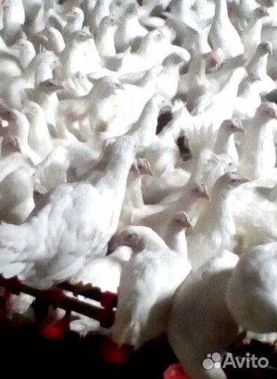 Куры несушки с доставкой