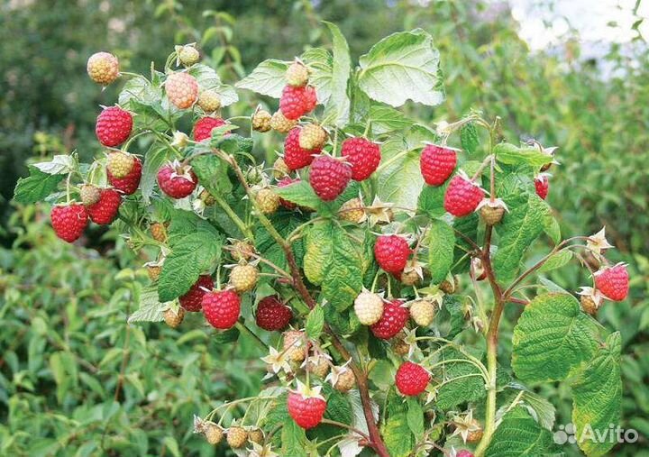 Саженцы смородина, ежевика, крыжовник, малина