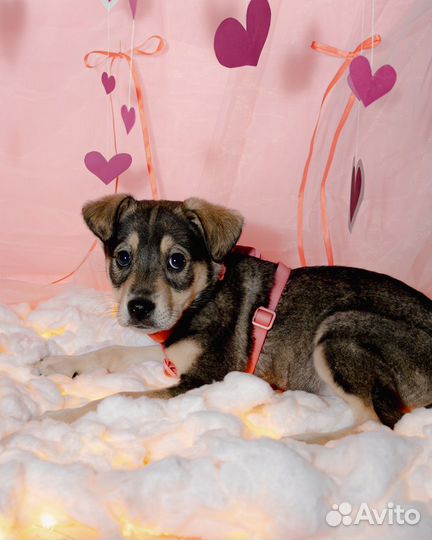 Красавица Лея в добрые руки